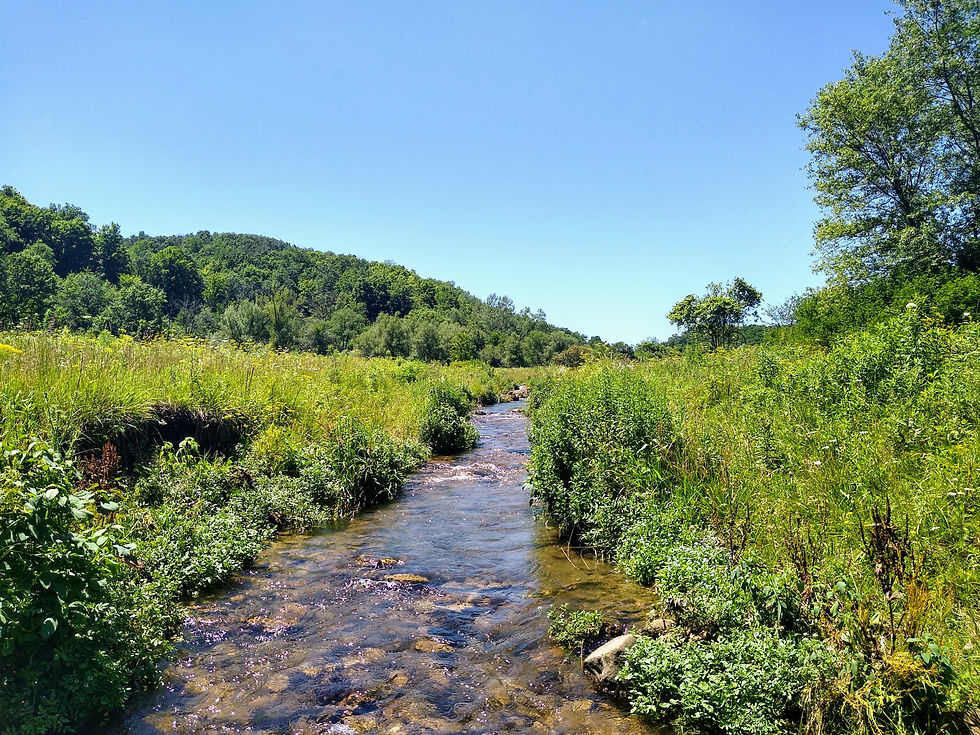 Brook Trout restoration stream