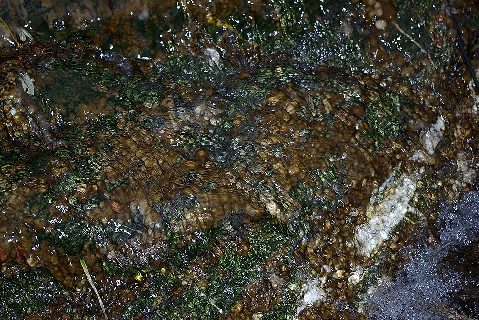 Didymo - rock snot - in a stream.