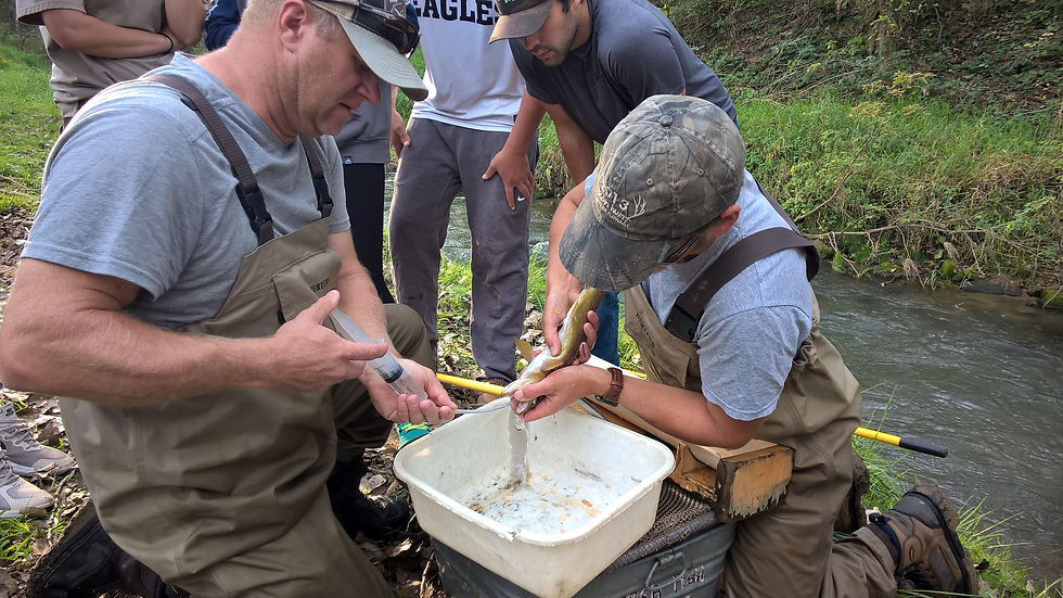 Gastric lavage to sample a trout stomach
