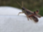 Grasshopper image