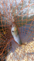Trout in a net