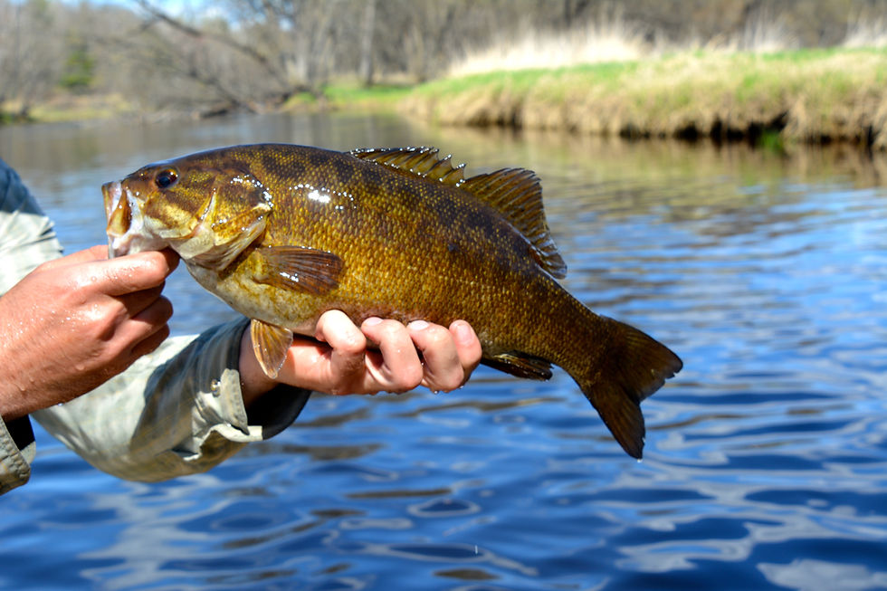 Wisconsin Smallmouth Bass