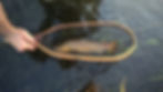 Brown Trout in a net