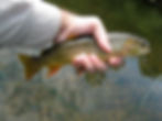 Cutthroat Trout