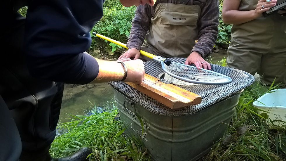 Measuring Brook Trout.