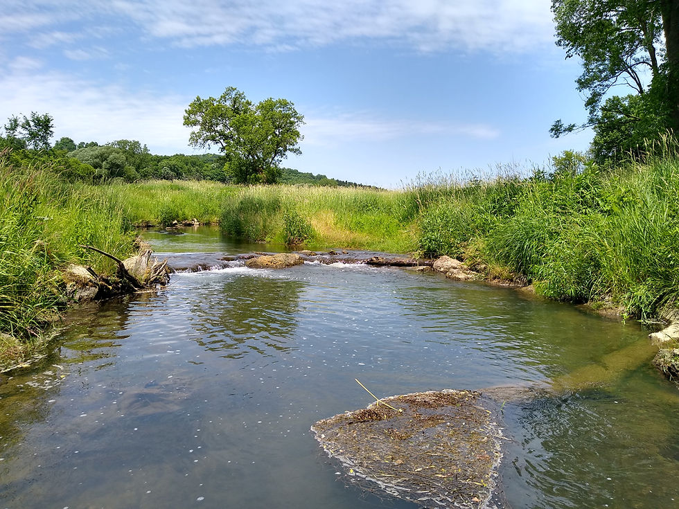 Driftless trout stream