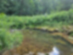 A tranquil forest scene with a clear, rocky creek surrounded by lush greenery and trees, conveying a peaceful, natural atmosphere.