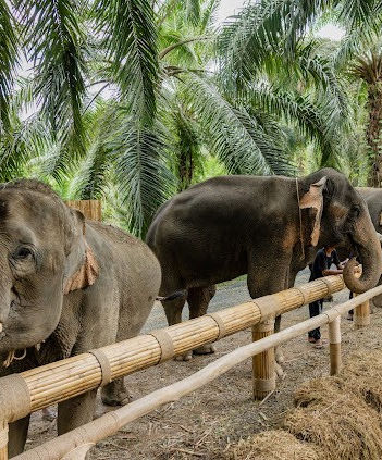 Two elephants standing behind a rustic wooden barrier beneath tropical trees in Khao Sok