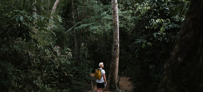 Adventurer using a hanging rope beneath tall trees in the Khao Sok forest