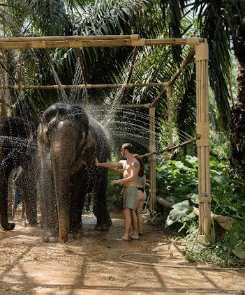 gentle nature of an elephant during an up-close encounter in Khao Sok.
Elephant reaching its trunk across a wooden fence toward a visitor in Khao Sok