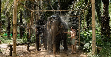 Visitors offering food to two elephants beneath a rustic wooden shelter in Khao Sok