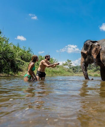 Two elephants standing in clear sunlit water during a Khao Sok nature experience