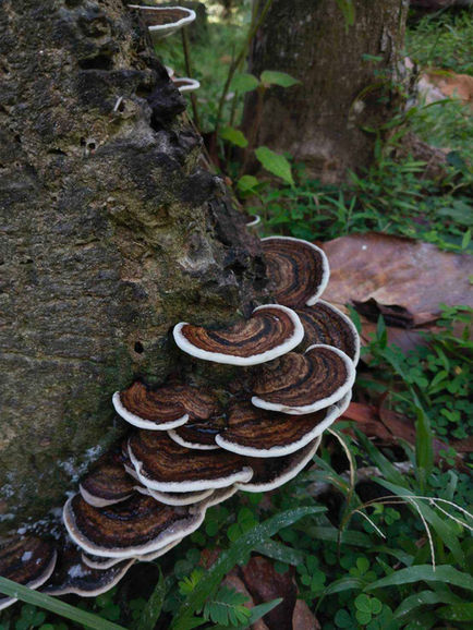 Layered brown and white bracket fungi growing on a fallen log in Khao Sok
