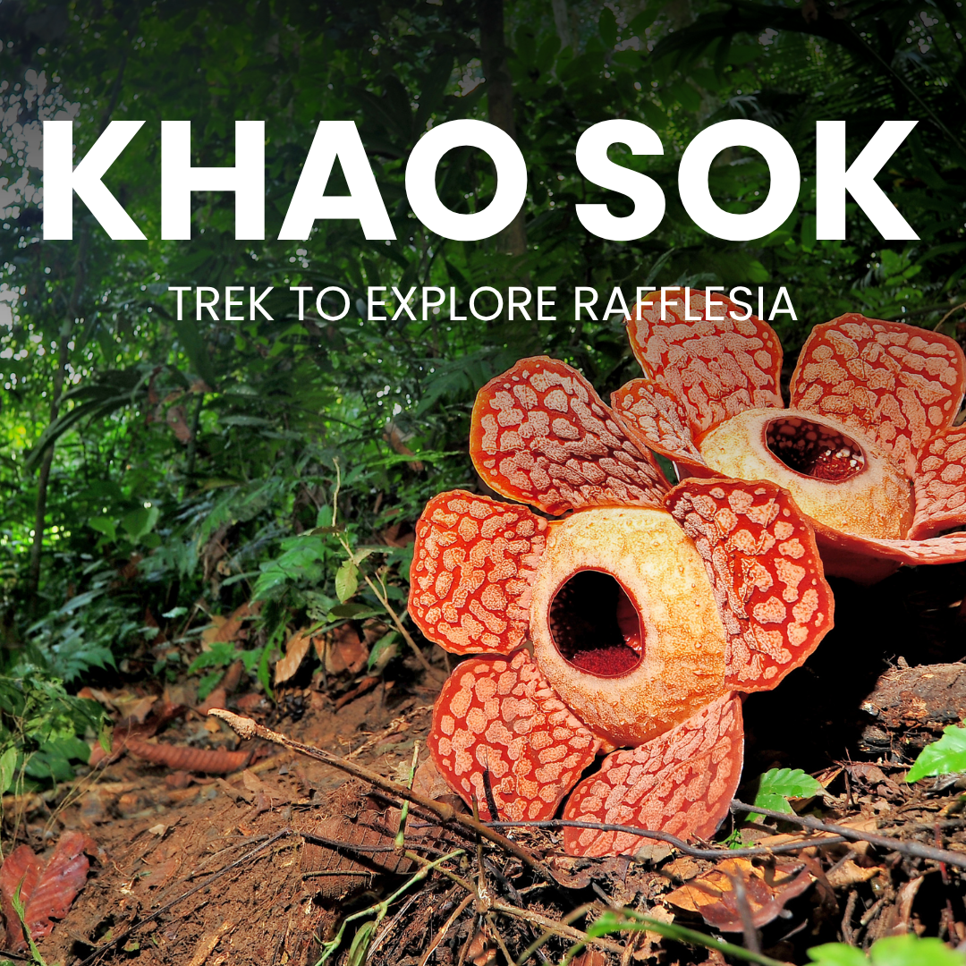 EX-16 TREK TO EXPLORE RAFFLESIA IN KHAO SOK