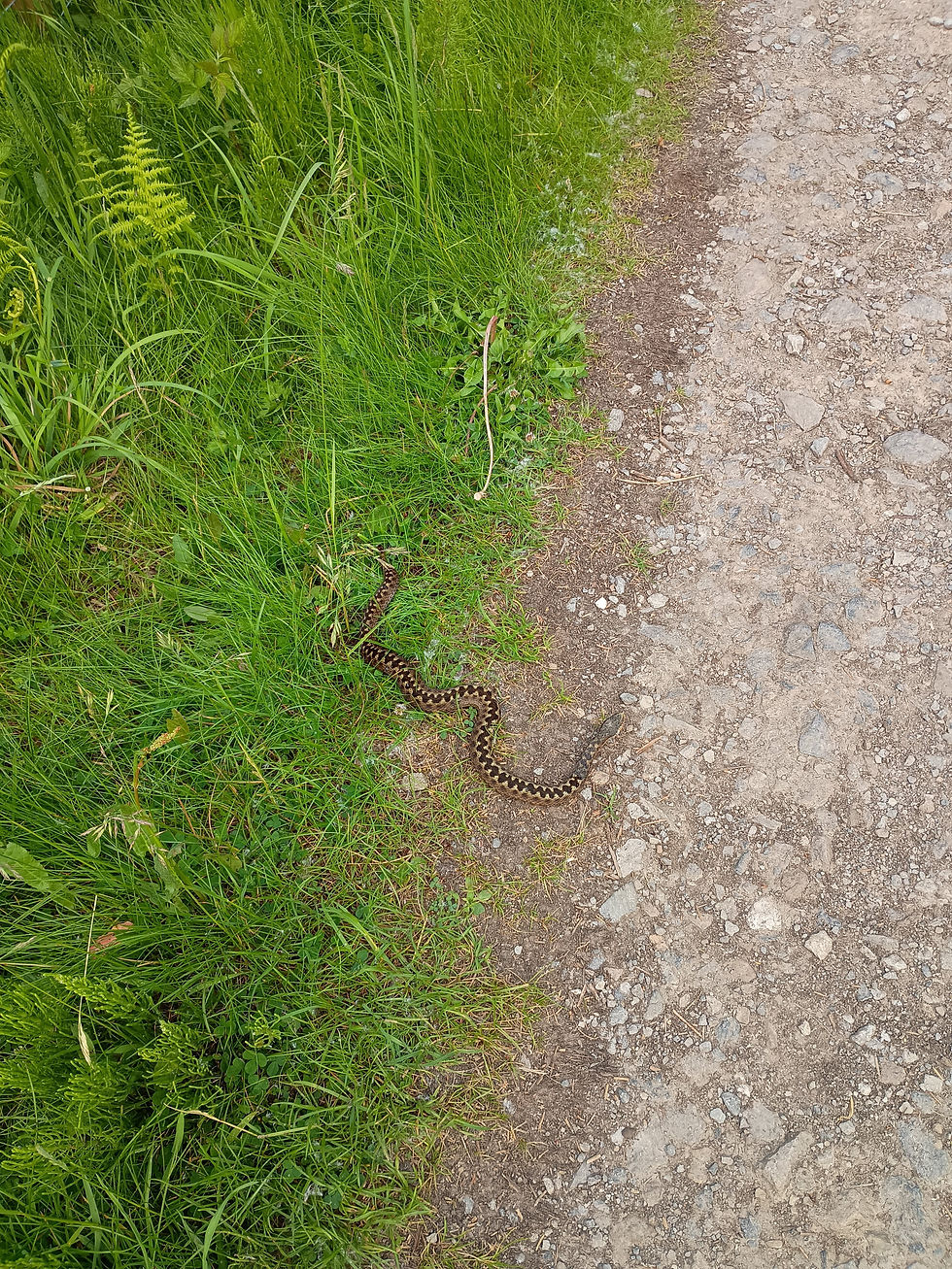 My first snake in England. It's an Adder