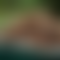 Effective Yard Waste Management: Tips for a Cleaner, Greener Yard