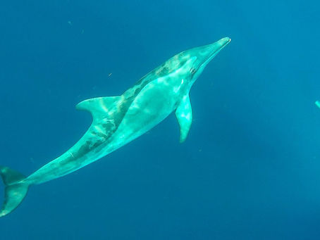 5 actividades para hacer en Utila