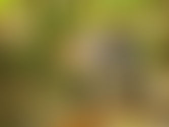 #LaMarimba en Gumbalimba Park