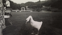 Komşunun Tavuğu Komşuya Kaz Görünür