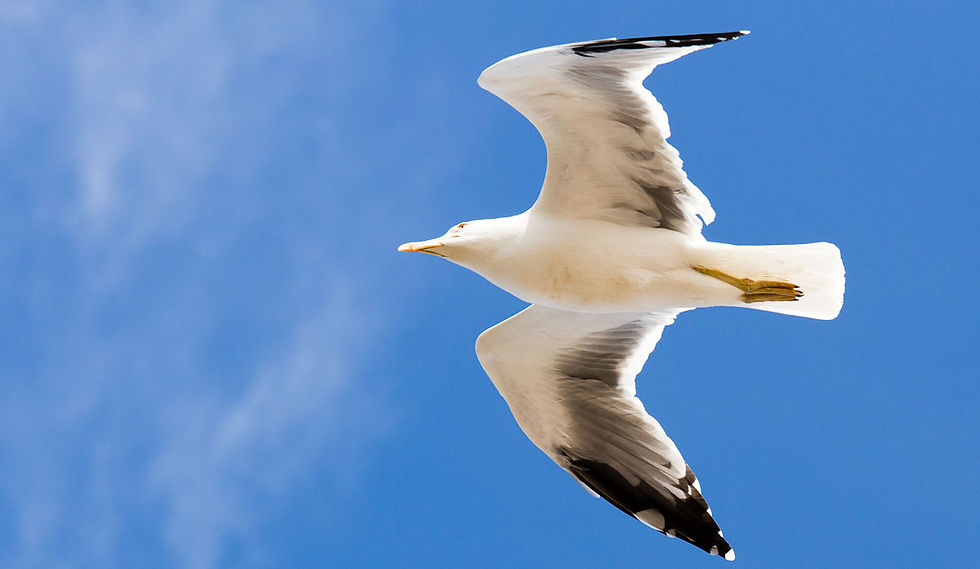 Fred Schuurhuis - Essaouira-21