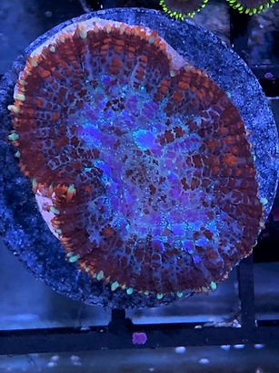 Chain Reaction Mushroom Coral