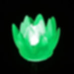 Succulent-green