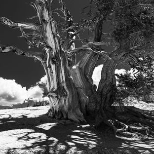 Cedar Breaks National Monument, Utah