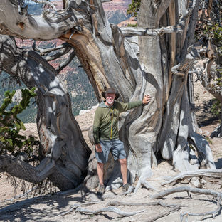 Ancient Bristlecone Pine at Spectra Point, Cedar Breaks National Monument