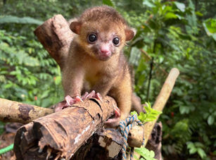 Encontré una cría de un animal silvestre“abandonada”. ¿Qué debo hacer?