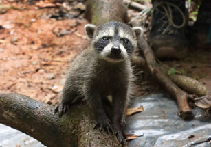 I found a wild animal baby that seems “abandoned”. What should I do?