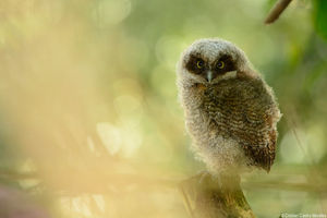 Una bola de pelusa llamada equinoccio