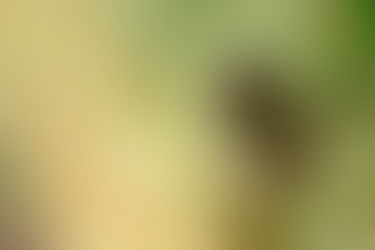 Una bola de pelusa llamada equinoccio