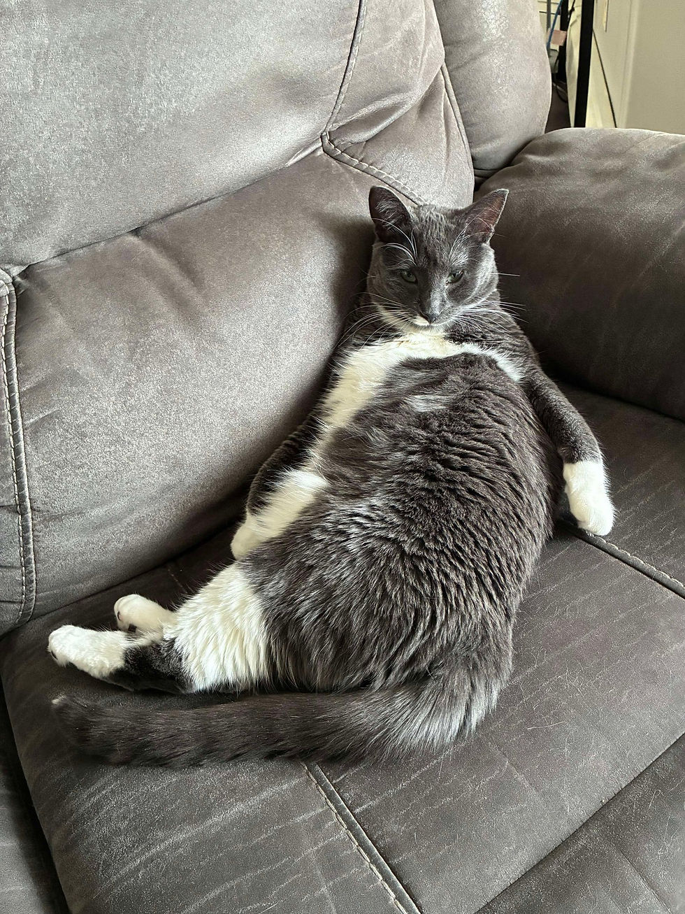 Hunny (F) DOB July 1, 2024