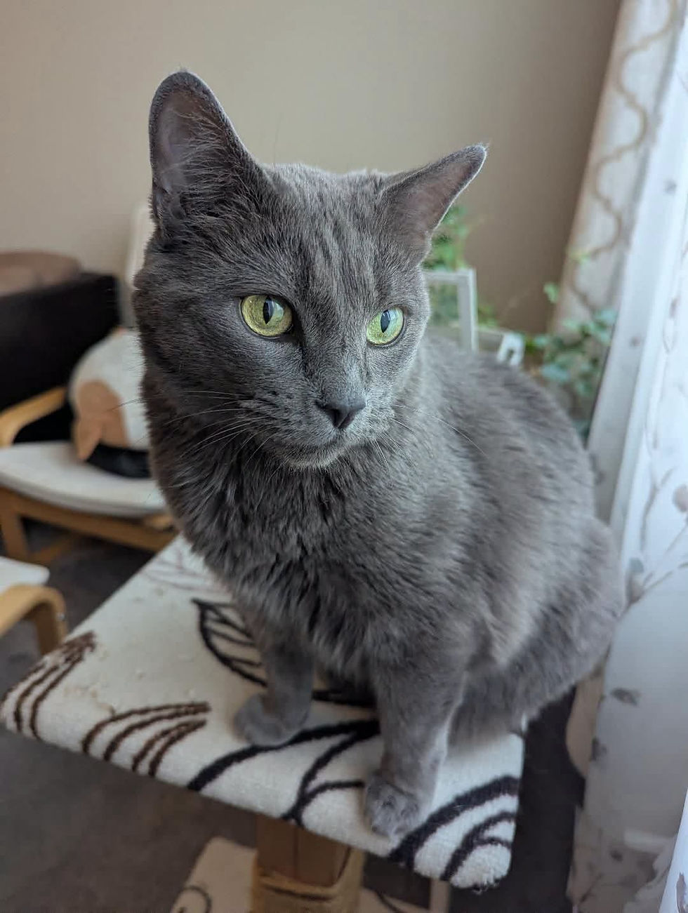 Shadow (F) DOB December 1, 2017
