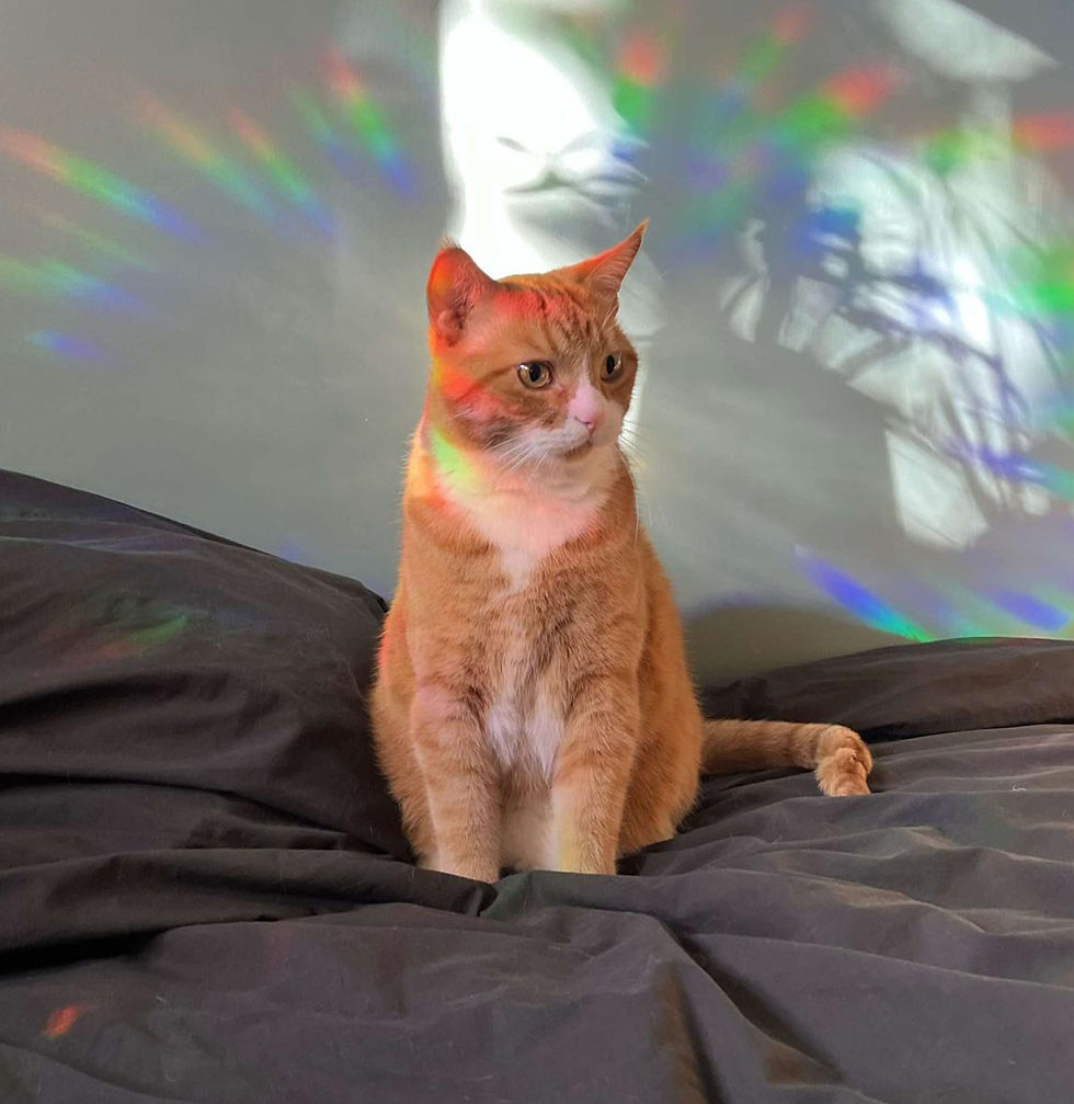 Alfio (M) DOB September 20, 2019_edited