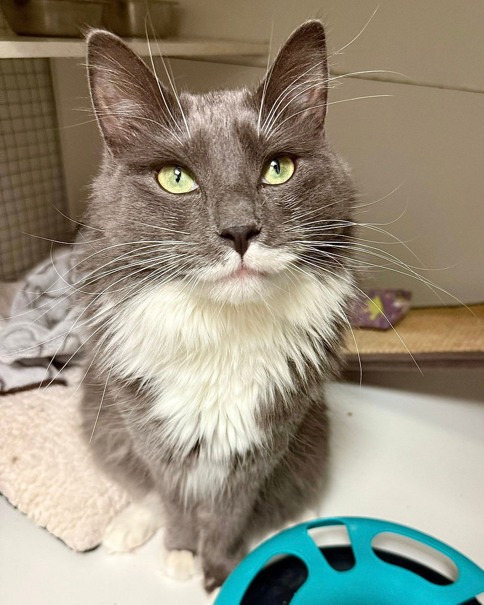 Rose (F) DOB July 1, 2024