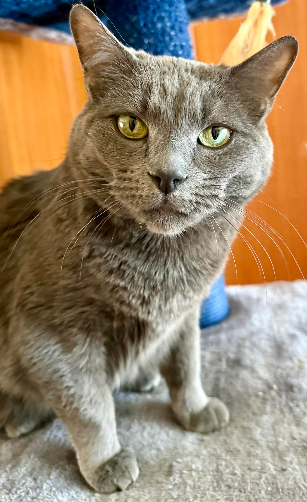 Shadow (F) DOB December 1, 2017