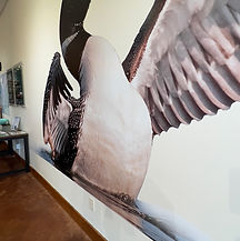 National Loon Center (1).jpg