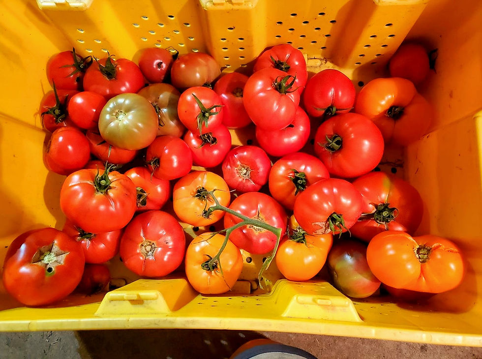PRODUCE Cornerstone Farm