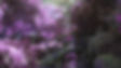 Mystical garden