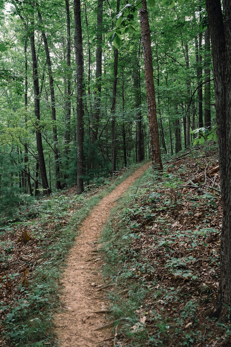 Eye-level view of a serene park trail lined with trees