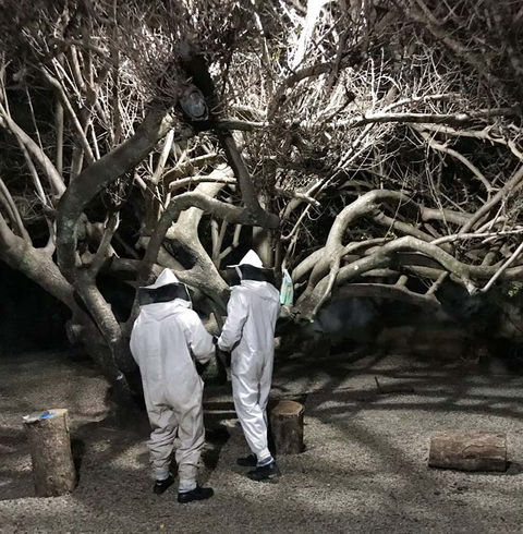 Bombeiros fazem captura de enxame de abelhas no Museu Municipal de Unaí