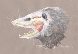 Opposum