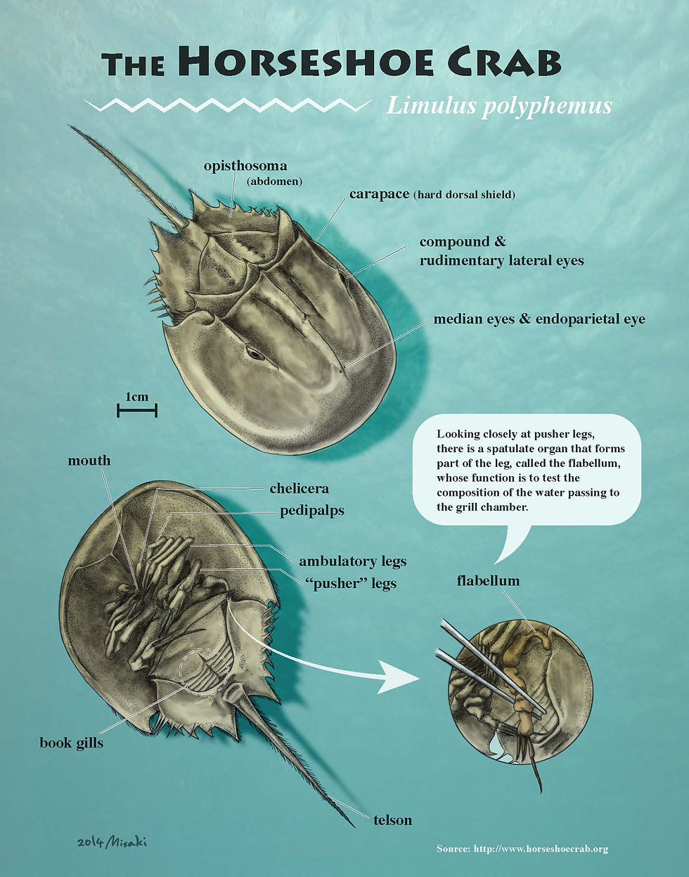 Hourseshoe Crab