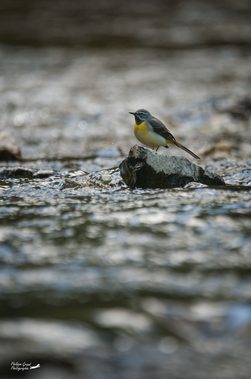 DSC_9874 copie