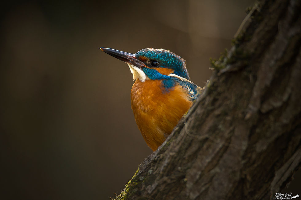 _DSC0146 copie