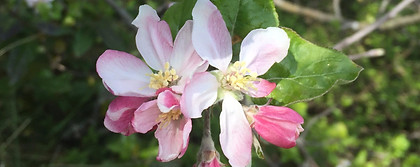 phot-fleurs-de-bach.png