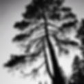 black and white silhouette of a tamarack tree