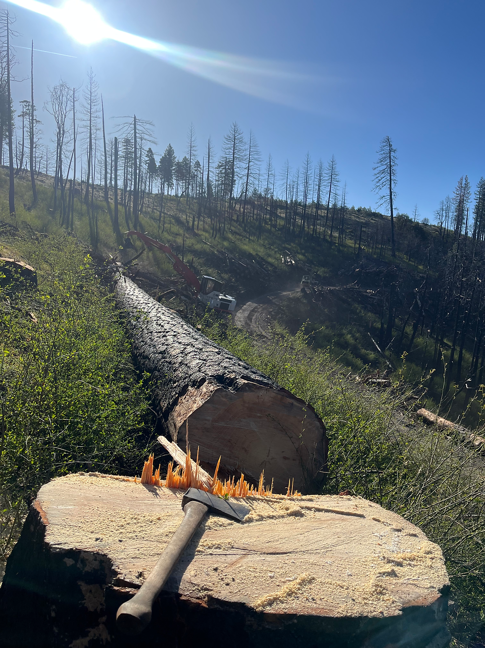 Wide angle view of a lush forest with well-maintained trees