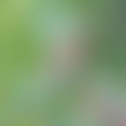 沖縄でもブルーベリーは実をつける